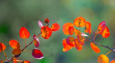 Ormandaki kırmızı, kuru kavak ağacı dalını kapatın.