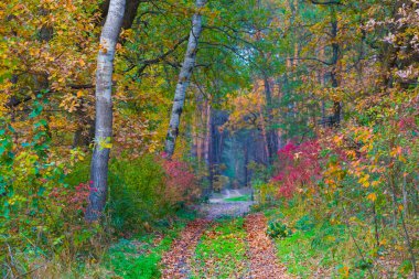 Kızıl sonbahar ormanı boyunca toprak yolu kuru yapraklarla kaplı.