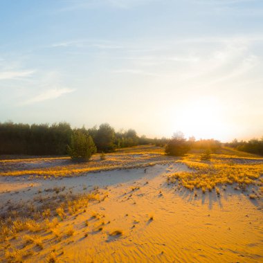 Orman, dramatik günbatımında kumla kaplı.