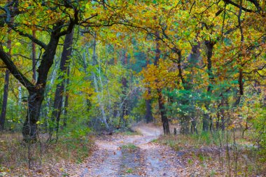 Kızıl kurak sonbahar ormanlarında yer yolu.