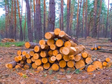 Orman açıklığında köknar ağacı gövdesi yığını.