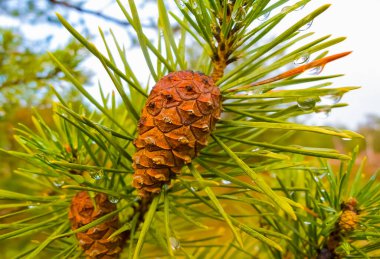 closeup çam ağacı dalı koni ile