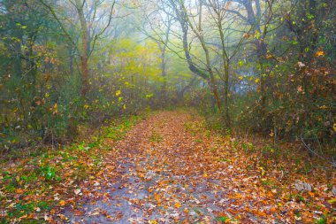 Toprak yolu sisli ormanda kırmızı kuru yapraklarla kaplı.