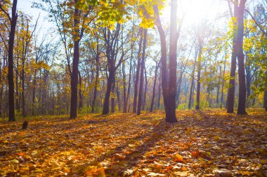 Sonbahar ormanı, parlak güneş ışığında kırmızı kuru yapraklarla kaplıdır.