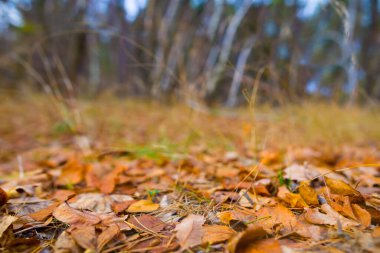 Sonbahar ormanları kırmızı kuru yapraklarla kaplıdır.