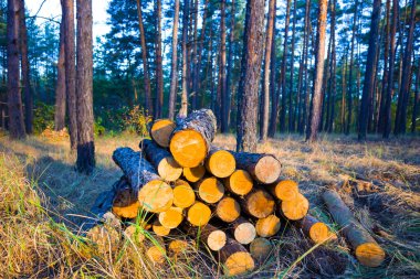 Orman açıklığında köknar ağacı gövdesi yığını.