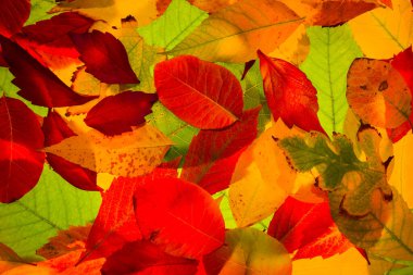 parlak sonbahar kırmızı kuru yapraklar güzel doğal arkaplan