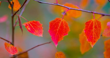 Sonbahar ormanındaki kırmızı, kuru kavak ağacı dalını kapatın.