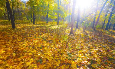 Sonbahar ormanı, parlak güneş ışığında kırmızı kuru yapraklarla kaplıdır.