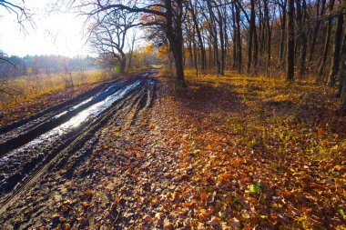 Işıl ışıl güneş ışığında, ıslak sonbahar ormanlarında su birikintisi olan yer yolu.