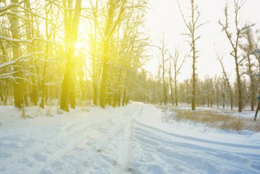 winter snowbound  forest glade in light of sparkle sun