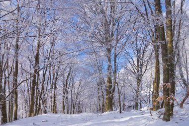 Sakin kış ormanı karla kaplı, doğal mevsimsel açık hava manzarası