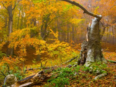 Kızıl sonbahar kayın ormanları kırmızı kuru yapraklarla kaplıdır.