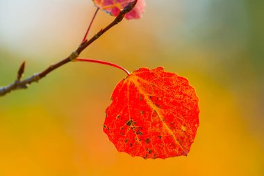 Ormandaki kırmızı kavak ağacı dalını kapatın. Güzel, doğal, mevsimlik arka plan.