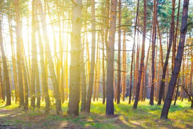 Köknar ağacı ormanı pırıl pırıl güneş ışığında açılır.