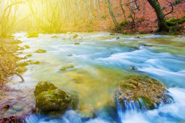 Küçük dağ nehri, kırmızı kuru yapraklarla kaplı kanyon boyunca akıyor.