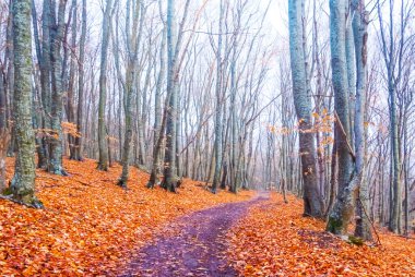 autumn beech forest covered by red dry leabes in dense mist clipart