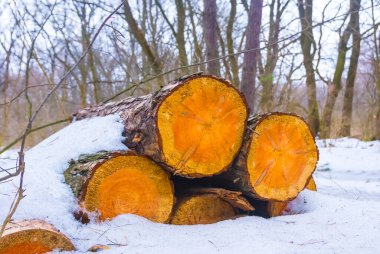 Kışın karla kaplı ormanda bir yığın ağaç gövdesi.