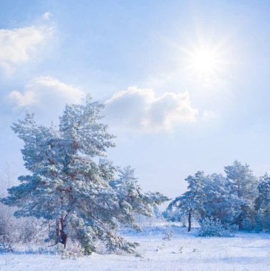 Kışa bağlı köknar ağacı ormanı açık güneşli bir günde, mevsimlik açık hava manzarası