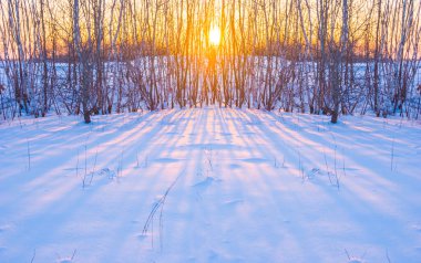 Karla kaplı kış ormanı dramatik günbatımında