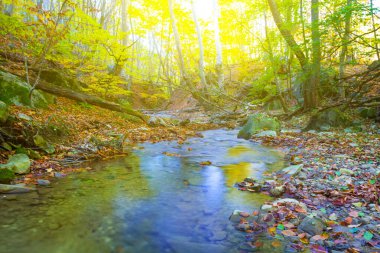 Kırmızı kuru yapraklarla kaplı küçük nehir dağ kanyonu boyunca akar.