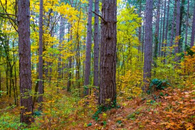 Sonbahar ormanı dağ yamacında kırmızı kuru yapraklarla kaplıdır, mevsimlik güzel doğal manzara.