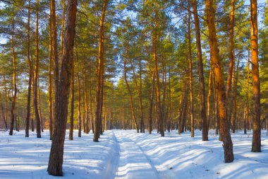 forest glade in a snow at the bright winter day