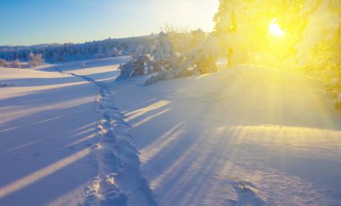 Kış mevsimsel manzara, pırıl pırıl güneşin altındaki bir kardaki köknar ağacı ormanı.