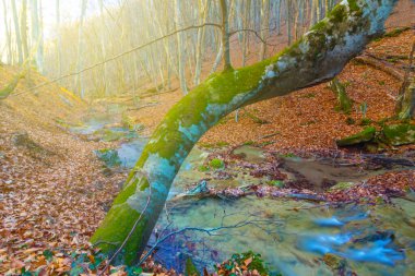 Küçük nehir dağ kanyonu boyunca akar kırmızı kuru yapraklarla kaplı, sakin sonbahar dağ manzarası