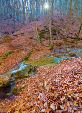 Küçük nehir dağ kanyonu boyunca akar kırmızı kuru yapraklarla kaplı, sakin sonbahar dağ manzarası