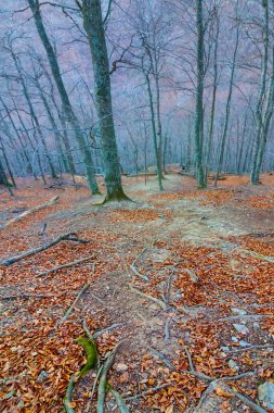 Sonbahar boş ormanları dağ yamacında kırmızı kuru yapraklarla kaplıdır.