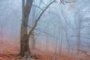Sessiz ıslak sonbahar ormanı sislerin içinde.