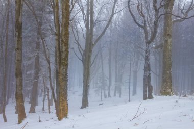 Sakin kar ormanları mavi sisli, mevsimsel doğal manzaralı