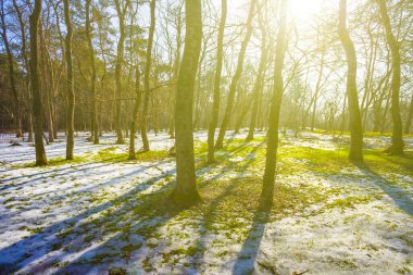 Kış karlı ormanlık arazide çimenler ve eriyen karlar ışıl ışıl güneş ışığı, mevsimlik açık hava manzarası