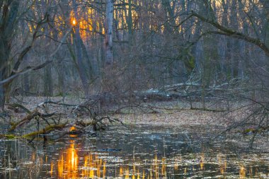 Gün batımı sakin orman gölüne yansıyor.