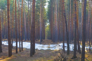 Kışa bağlı çam ağacı ormanı, açık havada, mevsimlik açık hava manzarası.