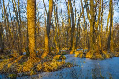 Sel basmış sonbahar ormanları suda kalır.