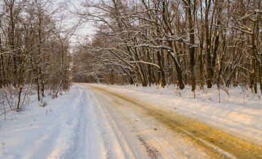 Kırsal yol kışa doğru karlı ormanda