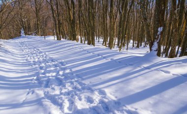Kırsal yol kışa doğru karlı ormanda