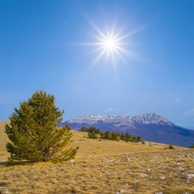 Güneşli bir günde, dağdaki yaylalarda tek başına çam ağacı büyür.