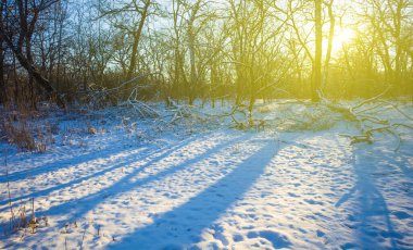 Işıl ışıl güneş ışığında karla kaplı orman, mevsimlik açık hava manzarası