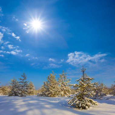 Kış karla kaplı köknar ağacı ormanı Işıl ışıl güneş ışığında