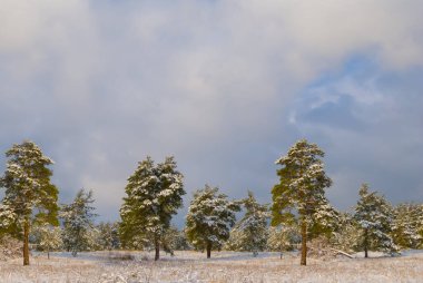 Çam ağacı ormanı karla kaplı, güzel kış manzarası