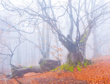 Sonbahar kayın ormanları kırmızı kuru yapraklarla kaplı.
