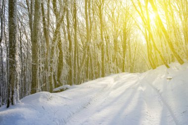 winter snowbound  forest glade in light of sparkle sun