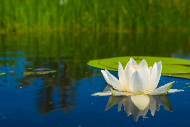 Suyun üzerinde süzülen beyaz nilüferler