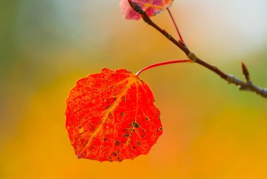 Ormandaki kırmızı kavak ağacı dalını kapatın. Güzel, doğal, mevsimlik arka plan.