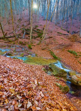 Küçük nehir dağ kanyonu boyunca akar kırmızı kuru yapraklarla kaplı, sakin sonbahar dağ manzarası