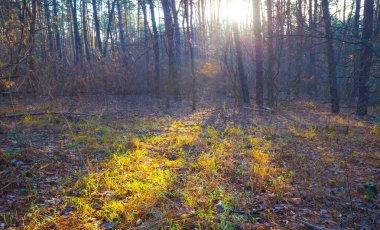 Sonbahar ormanı, parlak güneş ışığında kırmızı kuru yapraklarla kaplıdır.