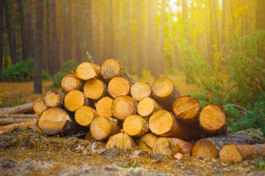 Ormanda çam ağacı gövdesi yığını